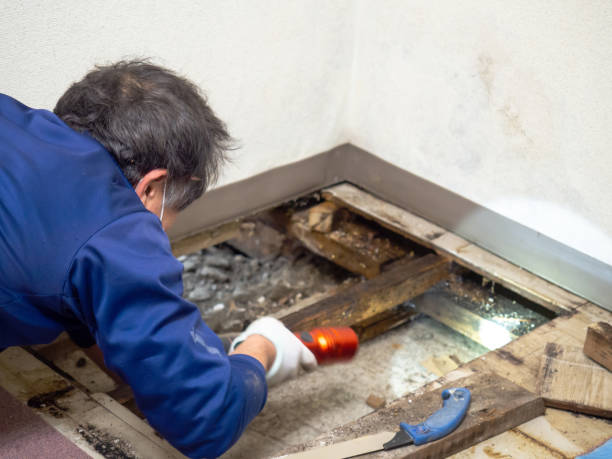 Best Attic Mold Removal  in Pacolet, SC