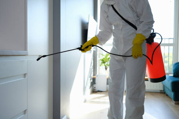 Best Mold Damage Repair  in Pacolet, SC