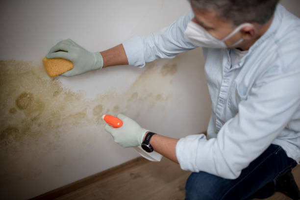 Best Mold Cleaning Services  in Pacolet, SC
